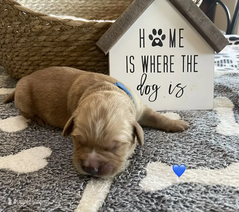 Estrella Goldens Maggie’s blue – Golden Retriever puppy for sale in Goodyear, AZ