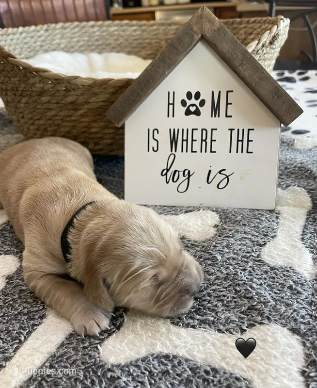 Estrella Goldens Maggie’s black  – Golden Retriever puppy for sale in Goodyear, AZ