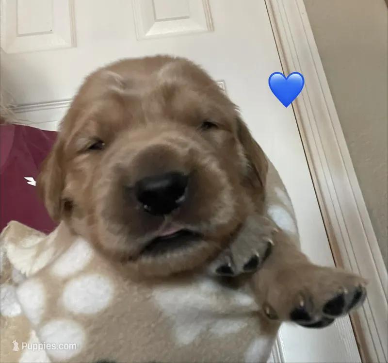 Estrella Goldens Mr blue collar – Golden Retriever puppy for sale in Goodyear, AZ