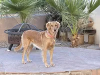 Estrella Goldens AKC , a  Golden Retriever for sale in Goodyear, AZ – 7 of 7