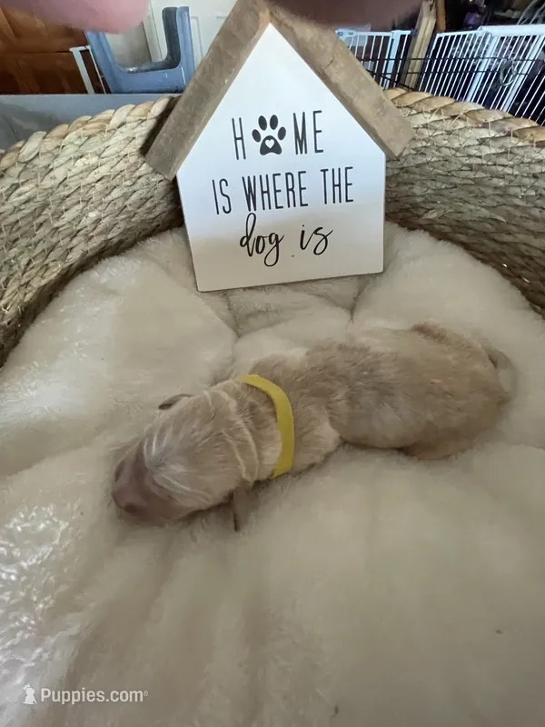 Estrella Goldens Miss yellow collar – Golden Retriever puppy for sale in Goodyear, AZ