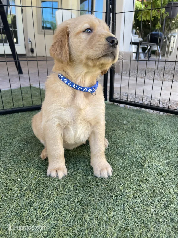 Estrella Goldens Mr blue collar – Golden Retriever puppy for sale in Goodyear, AZ