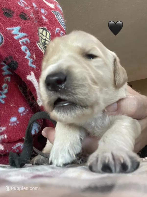 Estrella Goldens Mr black collar – Golden Retriever puppy for sale in Goodyear, AZ