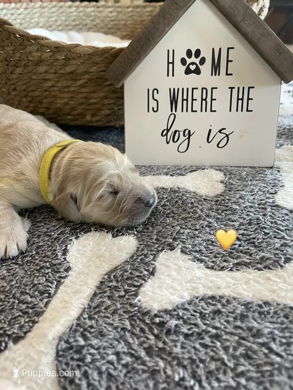 Estrella goldens Maggie’s yellow – Golden Retriever puppy for sale in Goodyear, AZ