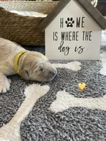 Estrella goldens Maggie’s yellow, a female Golden Retriever for sale in Goodyear, AZ – 1 of 1