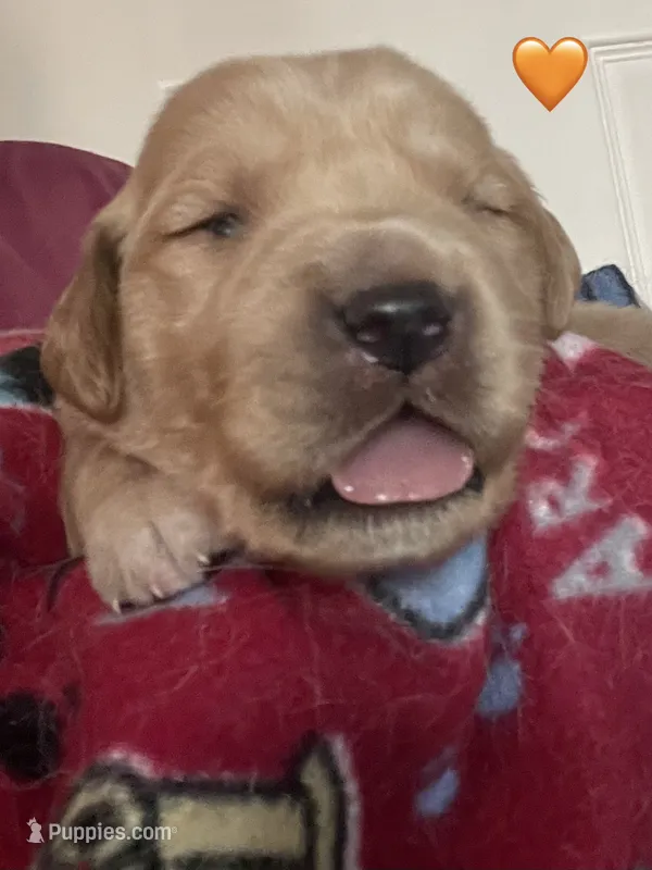 Estrella Goldens orange collar – Golden Retriever puppy for sale in Goodyear, AZ