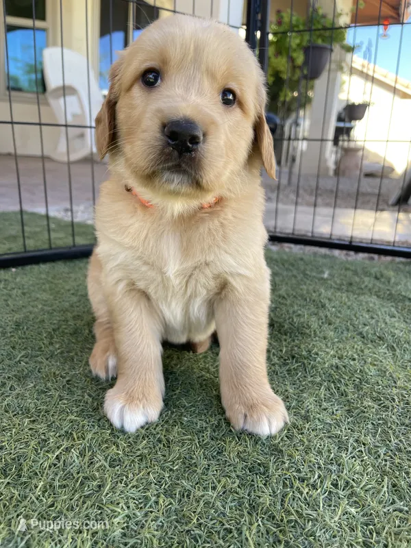 Estrella Goldens orange collar – Golden Retriever puppy for sale in Goodyear, AZ