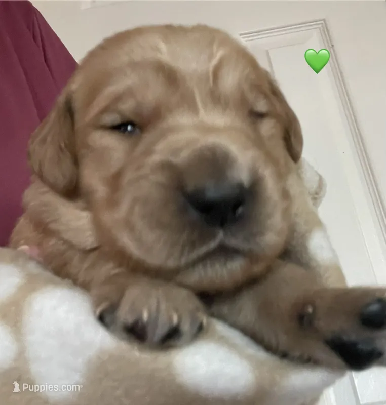 Estrella Goldens Mr green collar  – Golden Retriever puppy for sale in Goodyear, AZ