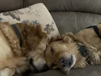Estrella Goldens Maggie’s orange , a male Golden Retriever for sale in Goodyear, AZ – 2 of 2