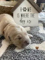 Estrella Goldens Maggie’s brown, a male Golden Retriever for sale in Goodyear, AZ – 1 of 3