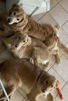 Estrella Goldens AKC , a  Golden Retriever for sale in Goodyear, AZ – 2 of 7