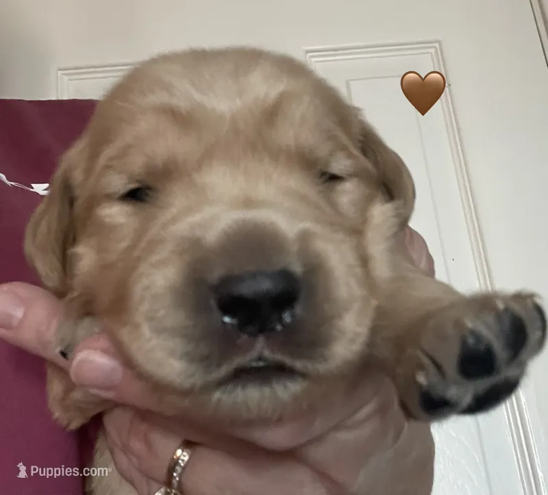 Estrella Goldens Mr Brown collar – Golden Retriever puppy for sale in Goodyear, AZ