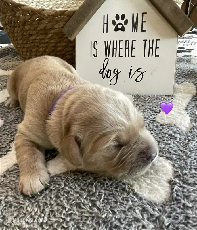 Estrella Goldens-Maggie’s purple  – Golden Retriever puppy for sale in Goodyear, AZ