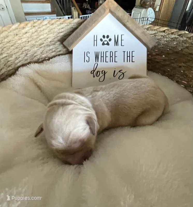 Estrella Goldens light purple collar – Golden Retriever puppy for sale in Goodyear, AZ