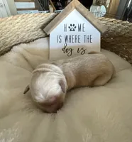 Estrella Goldens light purple collar, a female Golden Retriever for sale in Goodyear, AZ – 1 of 1