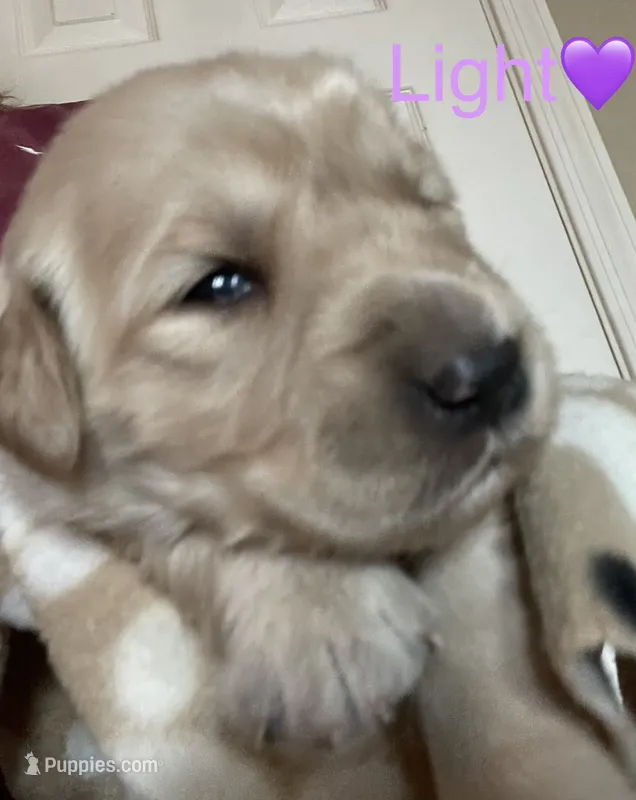 Estrella Goldens light purple collar – Golden Retriever puppy for sale in Goodyear, AZ
