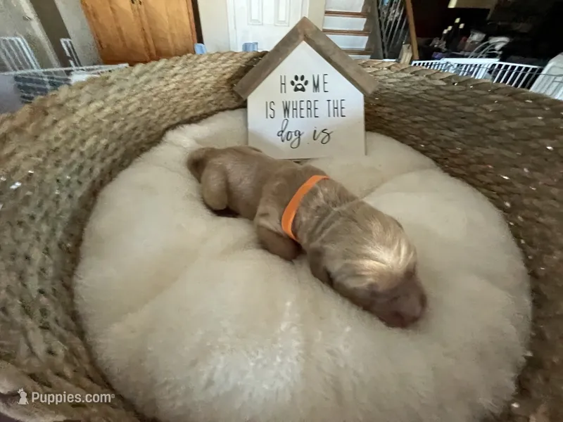 Estrella Goldens orange collar – Golden Retriever puppy for sale in Goodyear, AZ