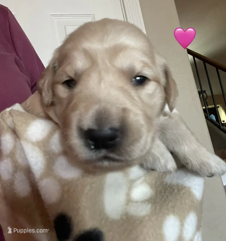 Estrella Goldens Miss pink collar – Golden Retriever puppy for sale in Goodyear, AZ