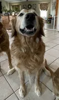 Estrella Goldens Maggie’s gray, a male Golden Retriever for sale in Goodyear, AZ – 3 of 3