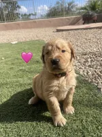 Estrella Goldens Maggie’s miss pink, a female Golden Retriever for sale in Goodyear, AZ – 2 of 4