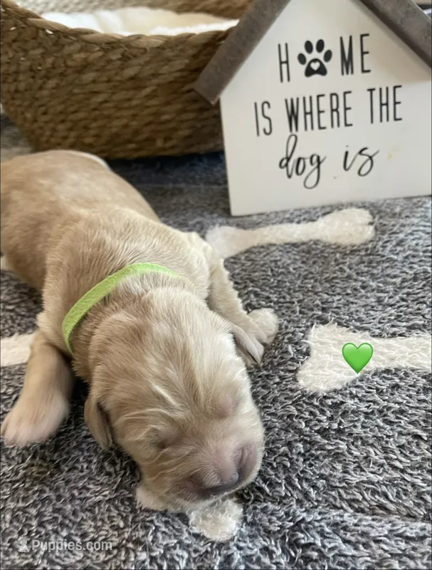 Estrella Goldens Maggie’s green – Golden Retriever puppy for sale in Goodyear, AZ