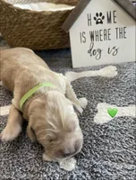 Estrella Goldens Maggie’s green, a male Golden Retriever for sale in Goodyear, AZ – 1 of 1