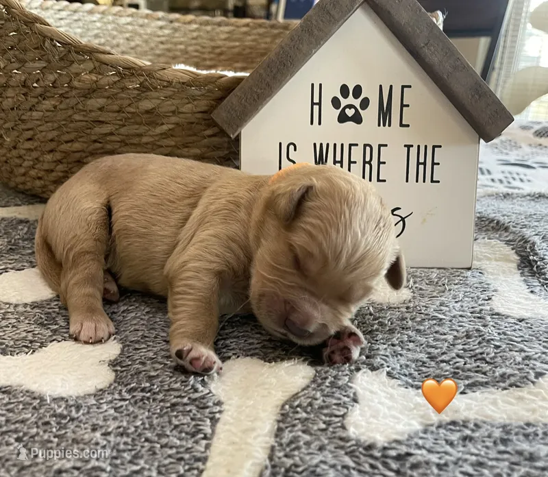 Estrella Goldens Maggie’s orange  – Golden Retriever puppy for sale in Goodyear, AZ