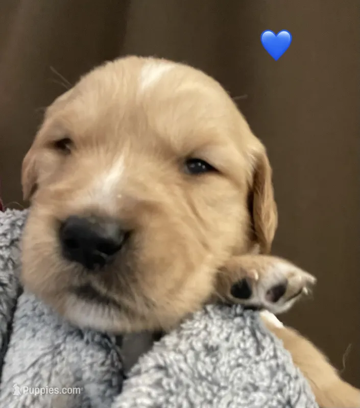Estrella Goldens Maggie’s blue – Golden Retriever puppy for sale in Goodyear, AZ