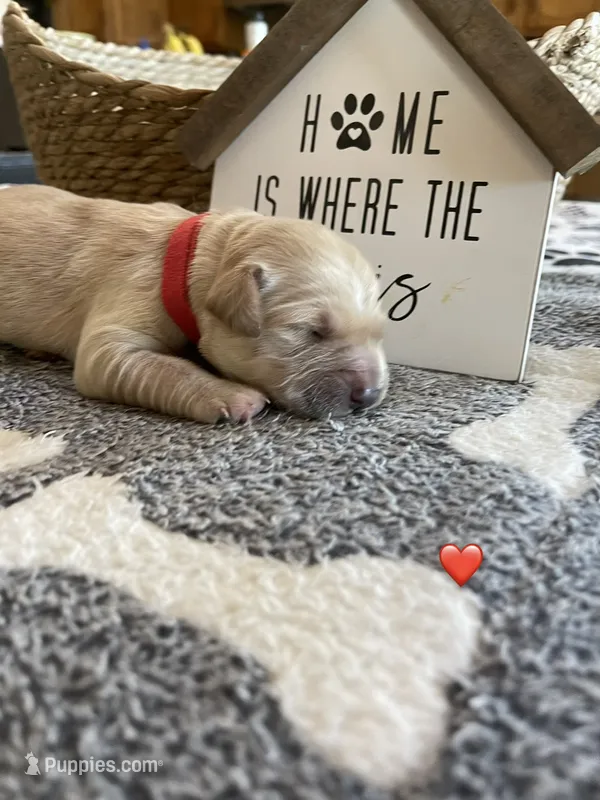 Estrella Goldens Maggie’s red – Golden Retriever puppy for sale in Goodyear, AZ