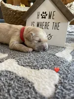 Estrella Goldens Maggie’s red, a female Golden Retriever for sale in Goodyear, AZ – 1 of 2