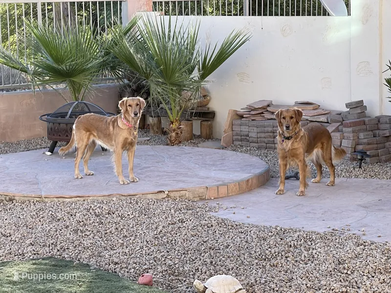 Estrella Goldens AKC  – Golden Retriever puppy for sale in Goodyear, AZ