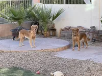 Estrella Goldens AKC , a  Golden Retriever for sale in Goodyear, AZ – 1 of 7