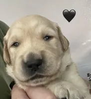 AKC/OFA GOLDEN RETRIEVER male #1, a male Golden Retriever for sale in Goodyear, AZ – Photo 7 of 8