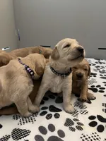 AKC/OFA GOLDEN RETRIEVER male #1, a male Golden Retriever for sale in Goodyear, AZ – Photo 4 of 8