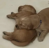 AKC/OFA GOLDEN RETRIEVER male #1, a male Golden Retriever for sale in Goodyear, AZ – Photo 3 of 8