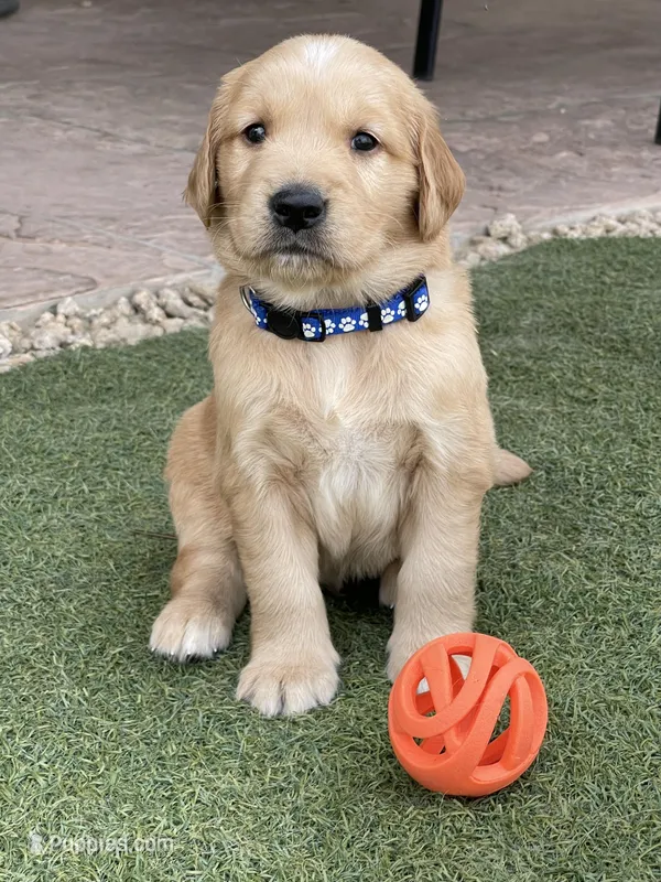 AKC/OFA GOLDEN RETRIEVER Mr Blue – Golden Retriever puppy for sale in Goodyear, AZ