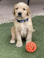 AKC/OFA GOLDEN RETRIEVER Mr Blue, a male Golden Retriever for sale in Goodyear, AZ – Photo 1 of 4