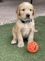 AKC/OFA GOLDEN RETRIEVER Mr Blue, a male Golden Retriever for sale in Goodyear, AZ – Photo 3 of 4