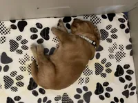 AKC/OFA GOLDEN RETRIEVER male #1, a male Golden Retriever for sale in Goodyear, AZ – Photo 5 of 8