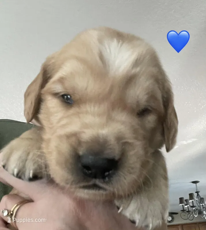 AKC/OFA GOLDEN RETRIEVER male #1