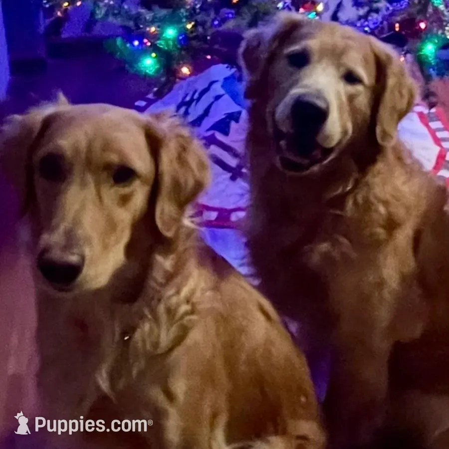 AKC/OFA GOLDEN RETRIEVER male #1, a male Golden Retriever for sale in Goodyear, AZ – Photo 2 of 8