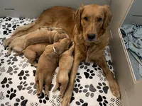 Estrella Goldens AKC , a  Golden Retriever for sale in Goodyear, AZ – Photo 3 of 3