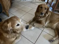 Estrella Goldens AKC , a  Golden Retriever for sale in Goodyear, AZ – Photo 1 of 3
