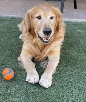 Estrella Goldens AKC , a  Golden Retriever for sale in Goodyear, AZ – Photo 2 of 3
