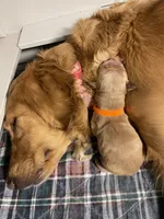 Estrella Goldens orange collar, a male Golden Retriever for sale in Goodyear, AZ – 2 of 2