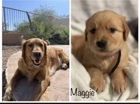 Estrella Goldens Maggie’s gray, a male Golden Retriever for sale in Goodyear, AZ – 2 of 3