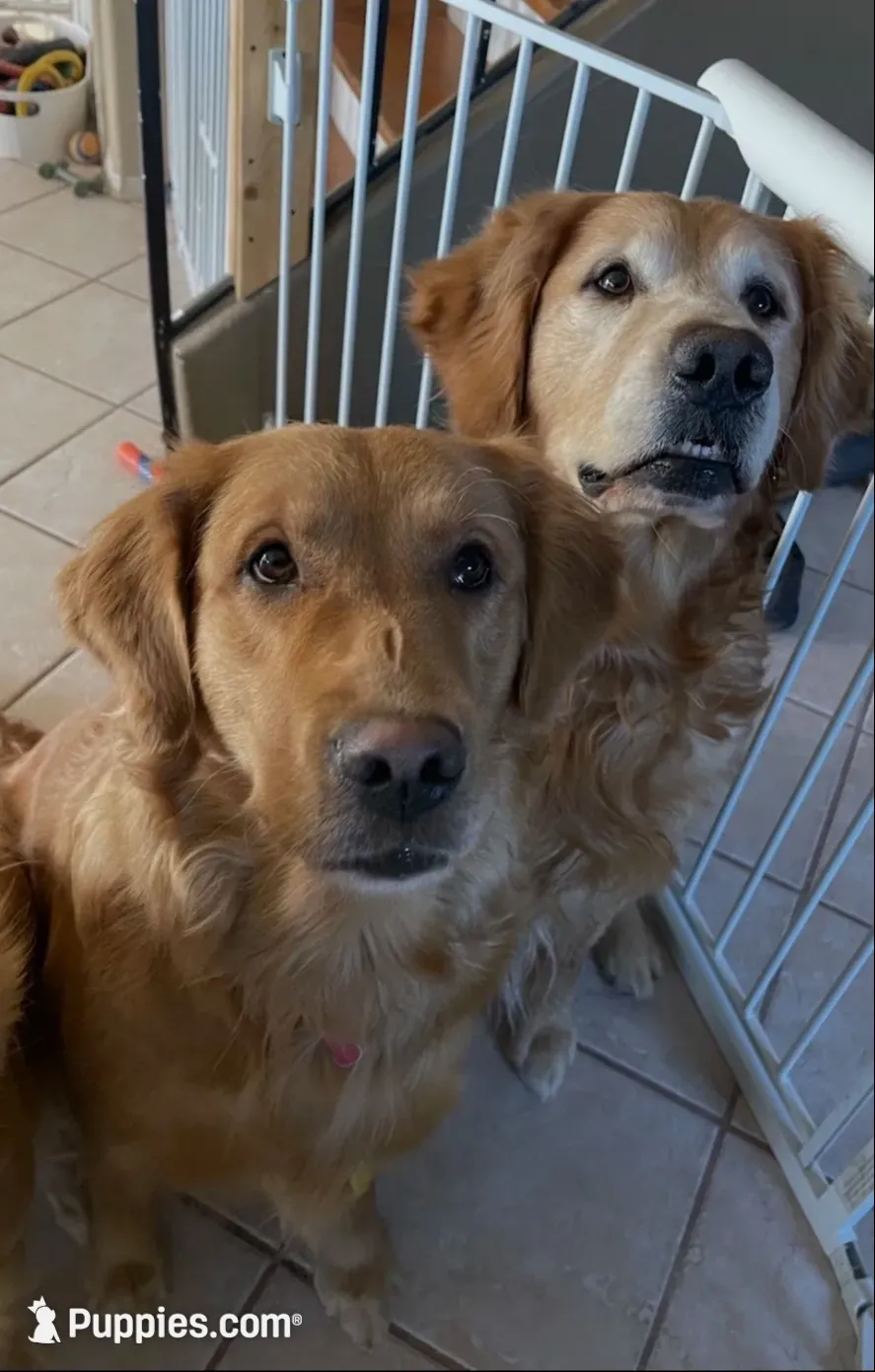 Estrella Goldens Maggie’s red, a female Golden Retriever for sale in Goodyear, AZ – 2 of 2