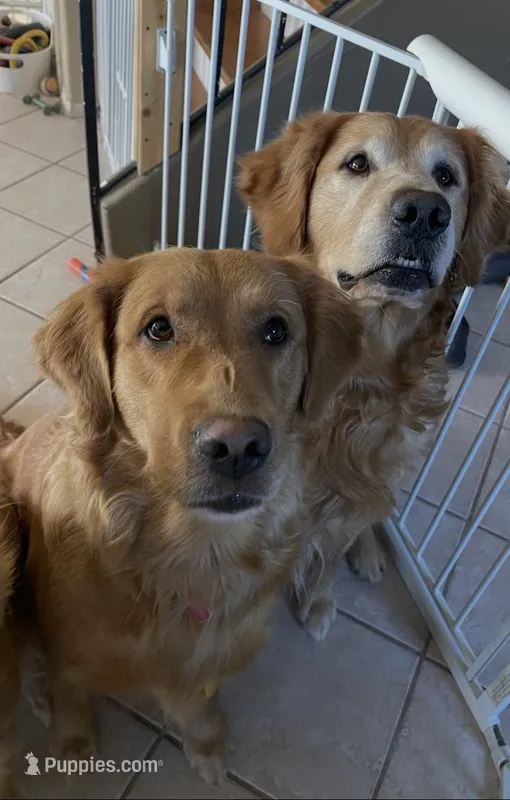 AKC/OFA Estrella Goldens  – Golden Retriever puppy for sale in Goodyear, AZ