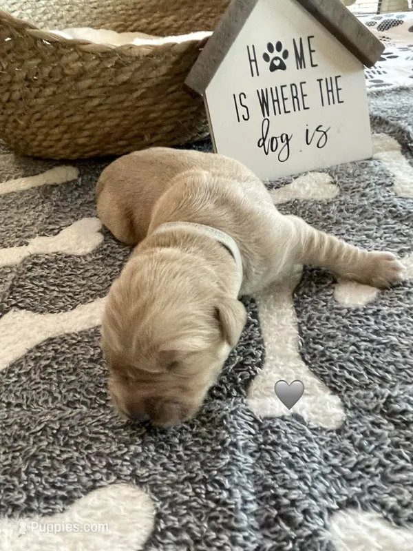 Estrella Goldens Maggie’s gray – Golden Retriever puppy for sale in Goodyear, AZ