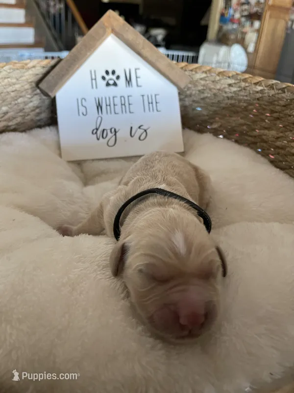 Estrella Goldens Mr black collar – Golden Retriever puppy for sale in Goodyear, AZ